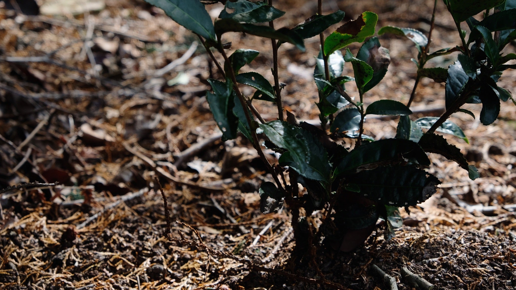 有機緑茶 価格改定のお知らせ