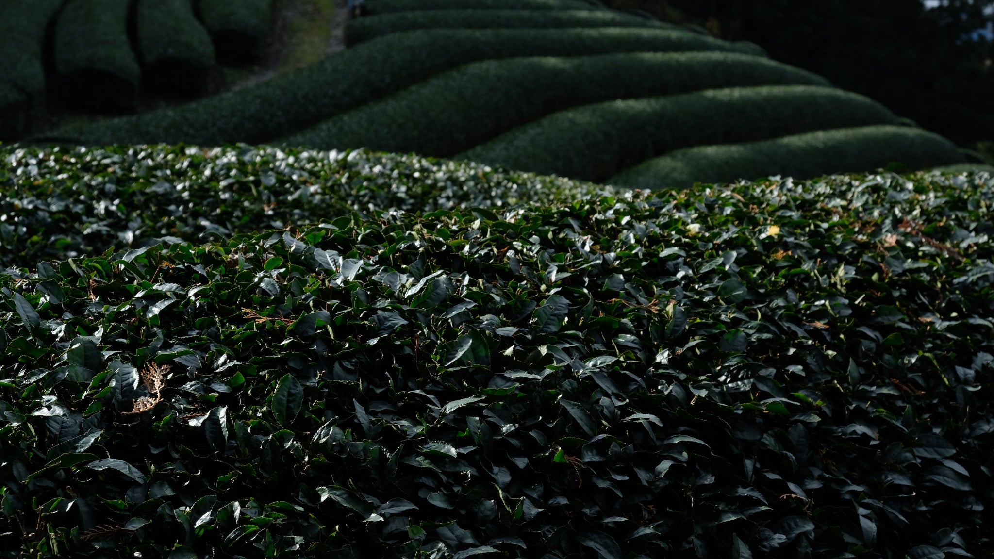 KOTOSHINAの会員特典の会員ランクリセットについて