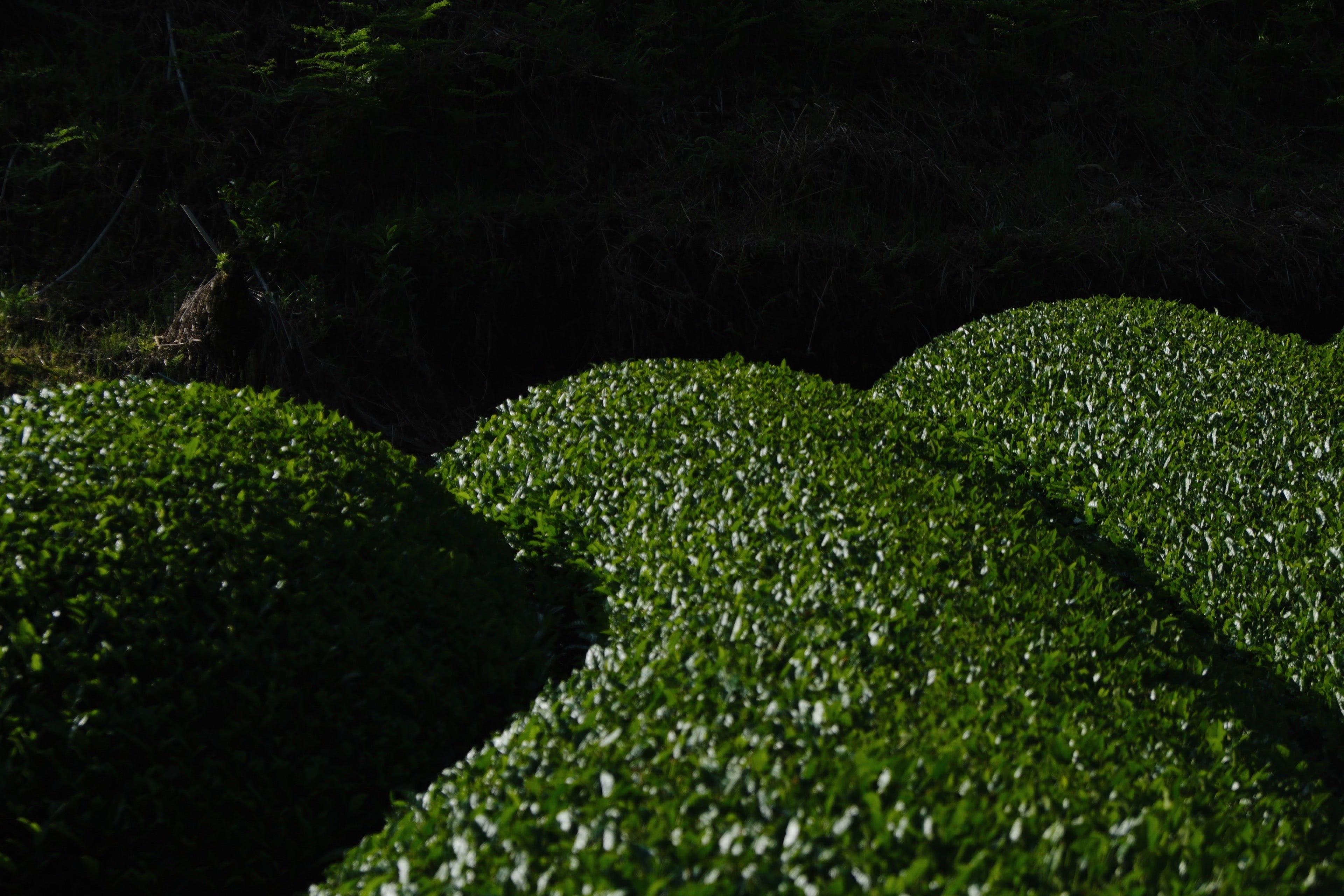 KOTOSHINAの会員特典の会員ランクリセットについて