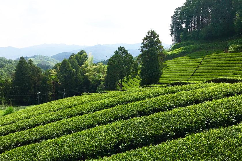 夏季休暇出荷業務についてのお知らせ