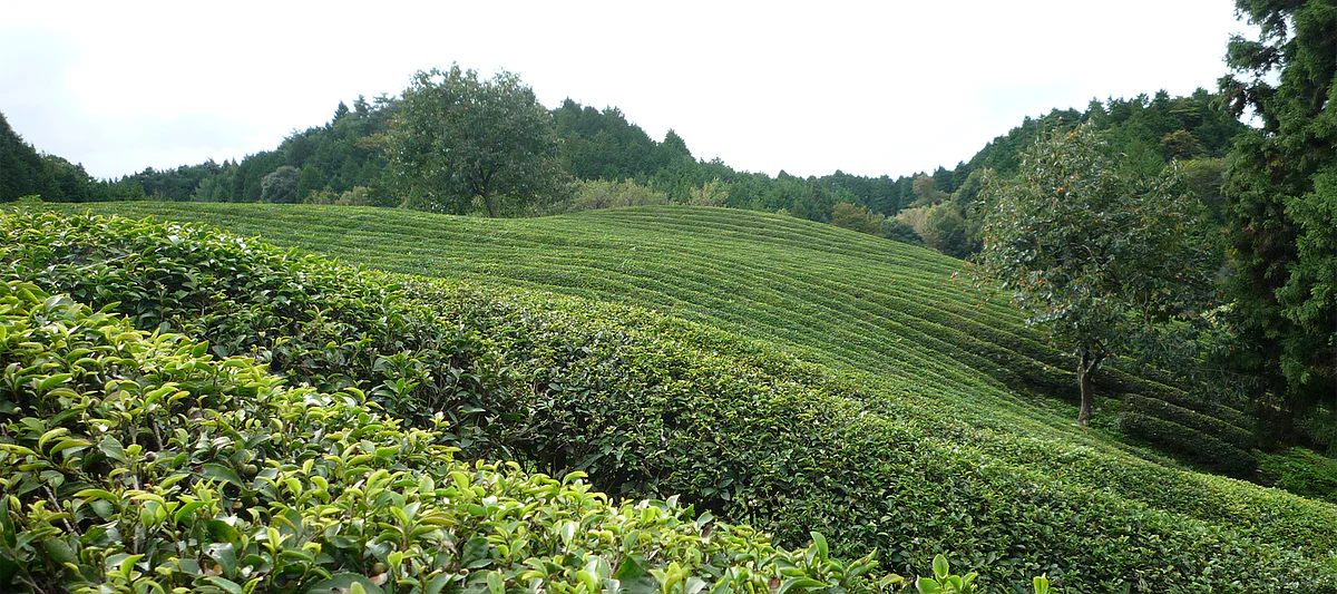 【重要なお知らせ】KOTOSHINAの会員特典の会員ランクリセットについて
