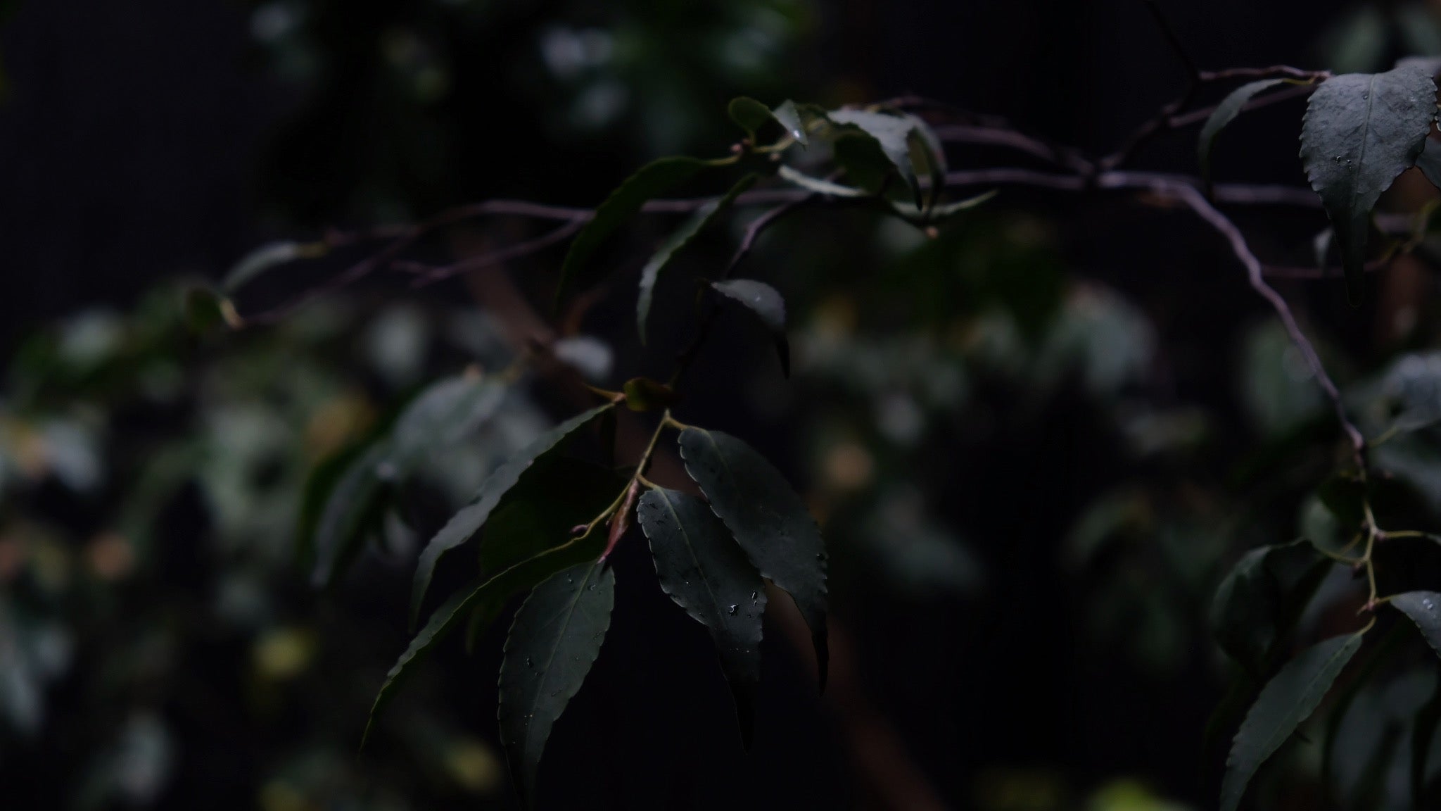 価格改定のお知らせ