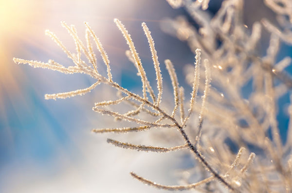 冷え込む季節、冬の乾燥肌対策はできていますか？